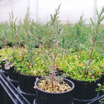 Plant a Tree CP Shades 