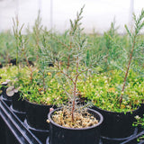 Plant a Tree CP Shades 